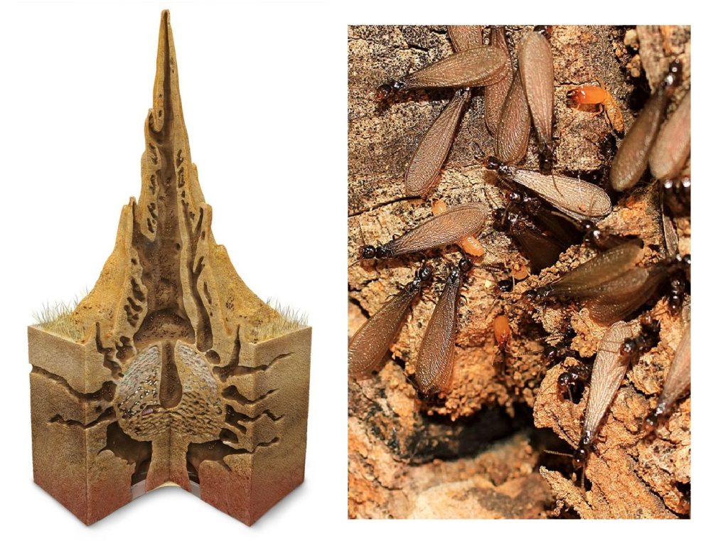 pest-demak-colony-termite-treatment- in-lahore-pre-or-post-construction-termite treatment-in-punjab-دیمک