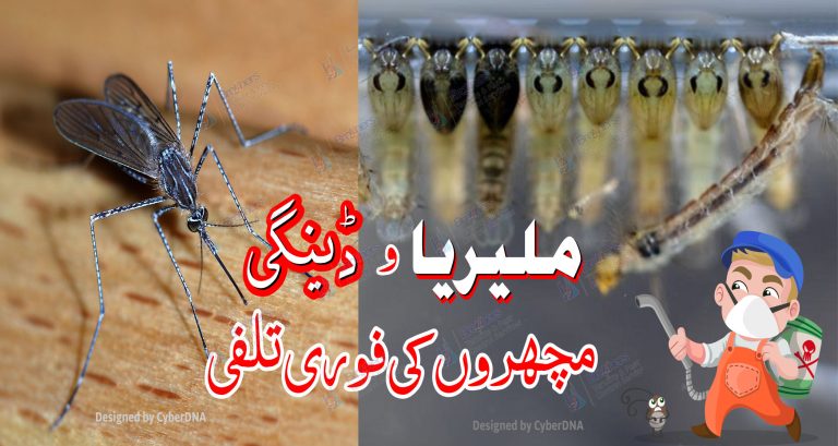 fumigation-spray-and-thermal-fogging-for-dengue-and-malaria-mosquito-in-lahore-punjab