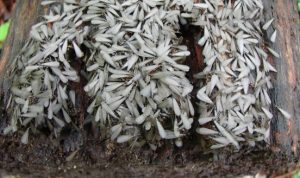 termite-termites-or-white-ant-on-damaged-wood-texture-pest-دیمک