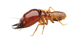 دیمک-pests-with-broad-spectrum-long-residual-activity-pesticides-chemicals -brother-termites-subterranean-termite-pest