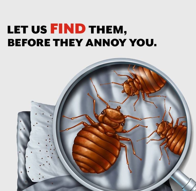 khatmalon-ka-khatmal-bedbugs-inspection