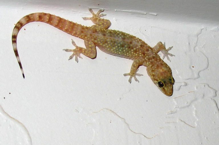 چھپکلی-مار-سپرے-Lizard-Control