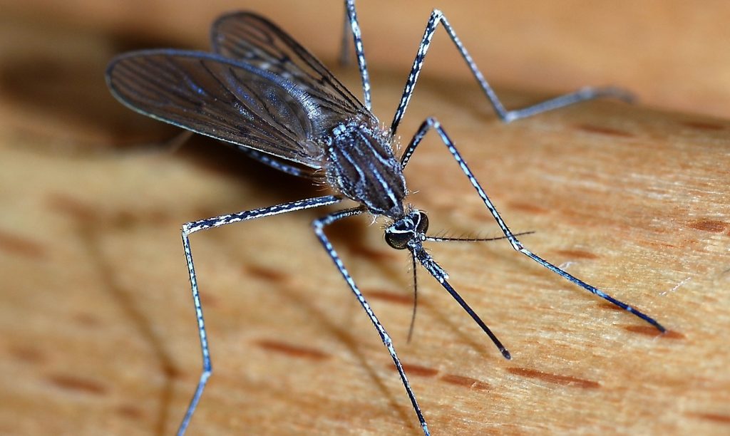 -ڈینگی-و-ملیریا-مچھرمار-Fumigation-spray-and-fogging