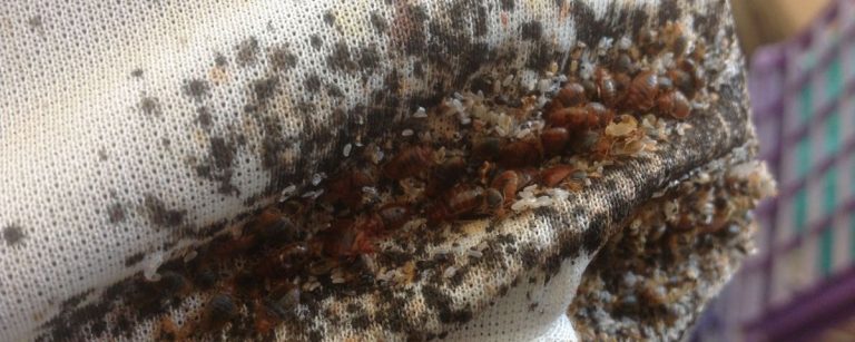 bedbugs-control-khatmal-control
