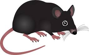 rodent-mouse-and-mouse-control-in-punjab-چوہے-مار-سپرے-mice-rat-rodent-mole-چوہوں-کا-خاتمہ-چھچھوندر