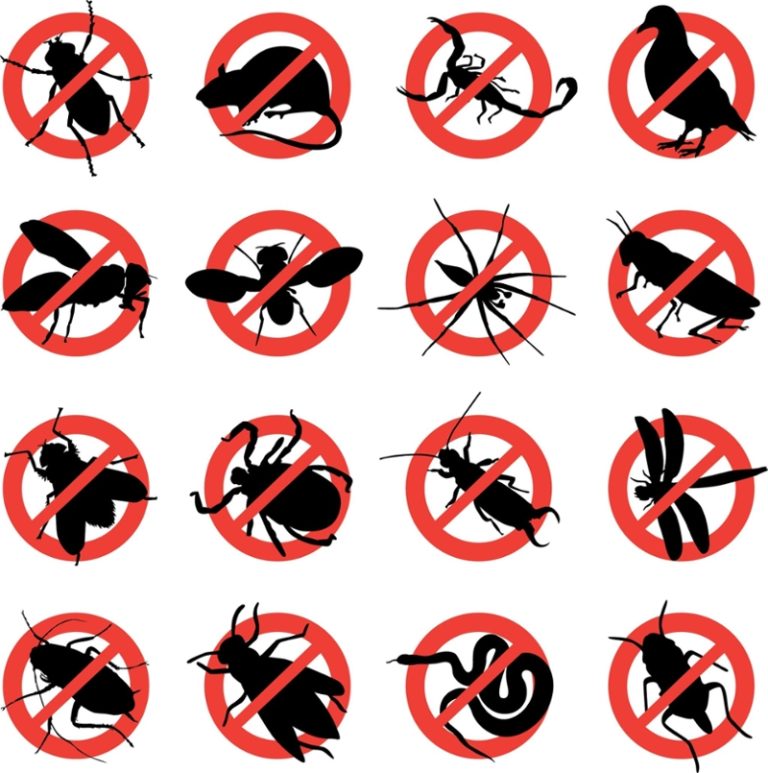 house-flies-mosquitos-cockroaches,-ants-spiders-stinging-pests-lizards-bed-bugs-house-cricket-and-silverfish-pests